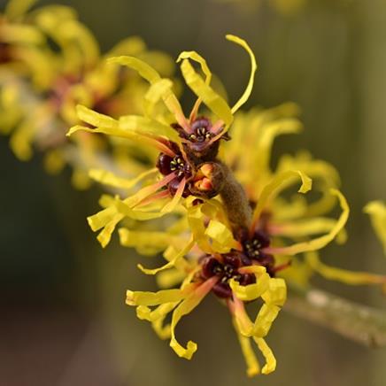 Natural active Hamamelis